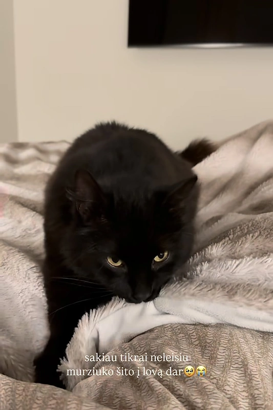 Katinas / Asmeninio archyvo nuotr.