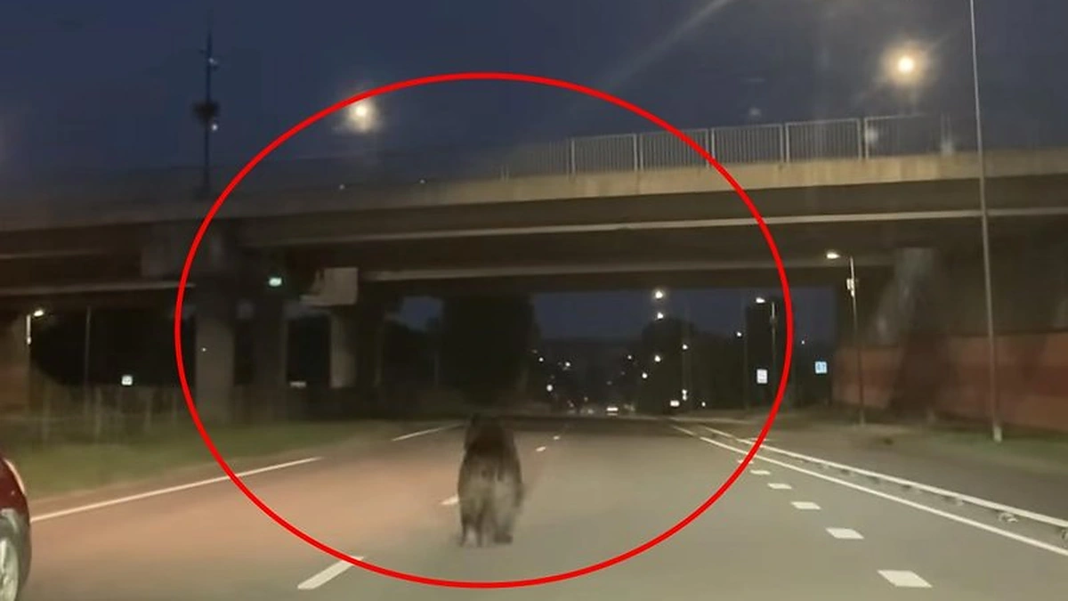 Meška Vilniuje / Kadras iš vaizdo medžiagos