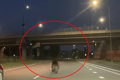 Naktį Vilniaus gatvėmis bėgiojo meška