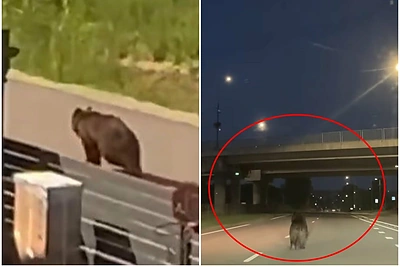 Vilniuje pastebėjus mešką – sujudimas: „Kiekviena minutė kelia vis didesnę grėsmę“