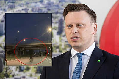 Valdas Benkunskas atskleidė dabartinį Vilniuje klaidžiojusios meškos likimą