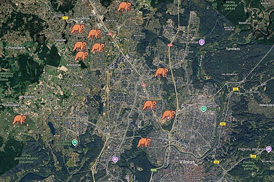 Lankėsi ir jūsų gatvėje? Meškos maršrutas Vilniuje – pagal žmonių skambučius tarnyboms