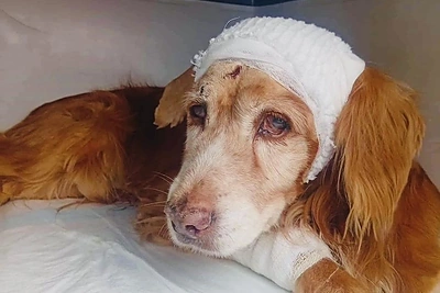 Po žeme rasto šuniuko Gauso istorijoje – naujausia žinia: „Jau nėra abejonių“