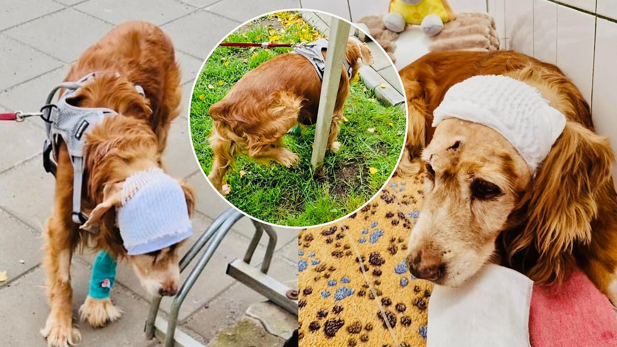 Gausas / Soc. tinklų nuotr.