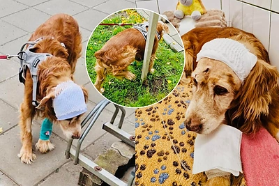 Iš žemių iškasto šunelio gyvenime – naujas posūkis: „Gauso stebuklas!“