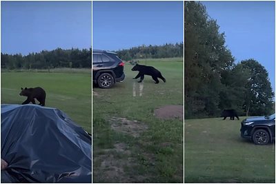 Meška Ignalinos rajono kaime slampinėjo po gyventojų kiemus