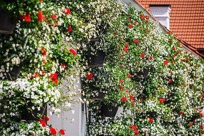 Pakruojo dvaras sužydėjo: pamatykite įspūdingoje nuotraukų galerijoje / Pakruojo dvaro nuotr.