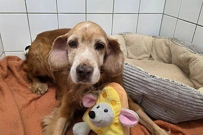 Naujausia žinia apie dramatiško likimo šunelį Gausą: „Iki pasimatymo, mielas drauge!“