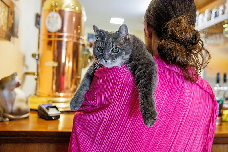 Birutės Petrikytės katė Mėlynė / Eriko Ovčarenko / BNS nuotr.