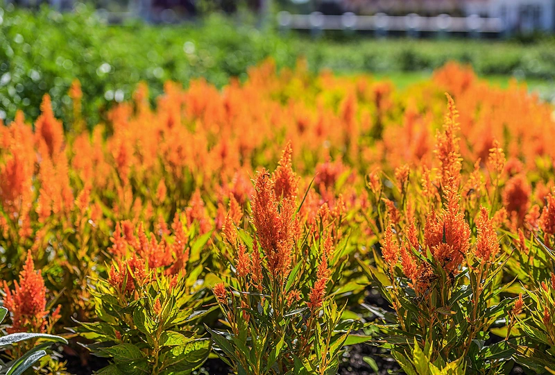 Gėlės-kurtizanės Pakruojo dvare / Pakruojo dvaro nuotr.