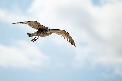 Žvarbi Palangos vasara / Eriko Ovčarenko / BNS nuotr.