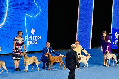 Keno Kačio augintinė Lulu suspindo pasaulinėje šunų parodoje / Asmeninio archyvo nuotr.