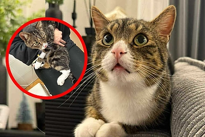 Po masinės katino Dyzelio paieškos Vilniuje – nuostabi žinia: „Jis grįžta namo“