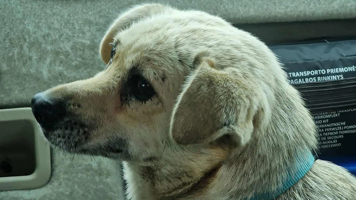 Kalytė Kopa / Organizacijos „Lietuva-gyvūnams“ nuotr.