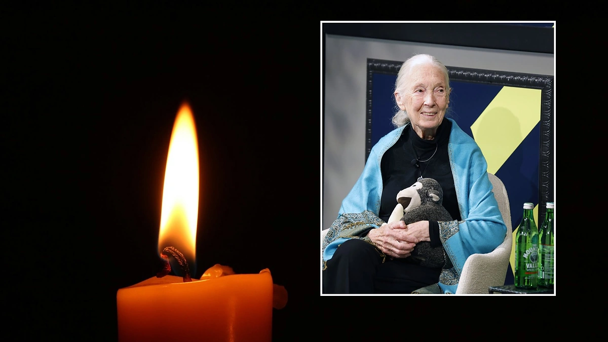 Jane Goodall / Vida Press / Unsplash nuotr.