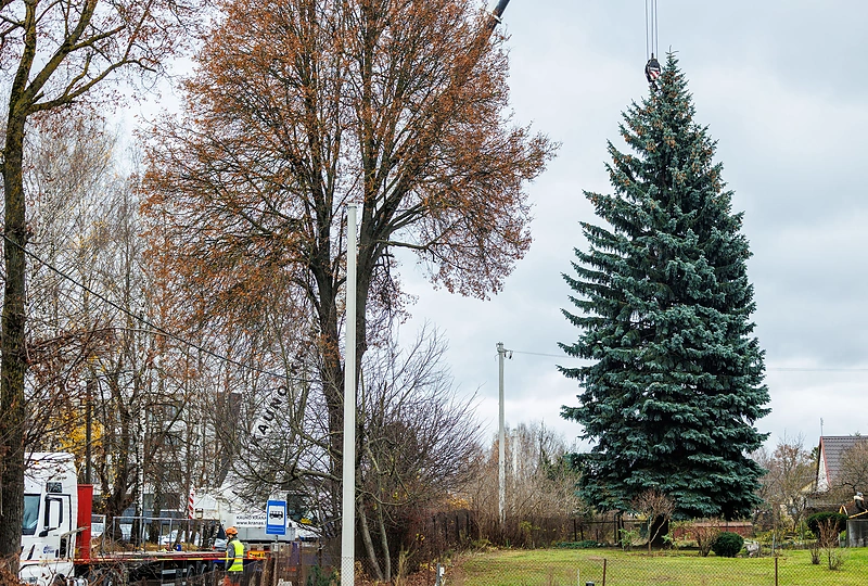 Kauno Kalėdų eglė pradėjo kelionę į miesto centrą / Eriko Ovčarenko / BNS nuotr.