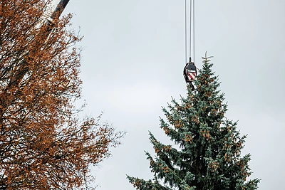 Kauno Kalėdų eglė pradėjo kelionę į miesto centrą / Eriko Ovčarenko / BNS nuotr.