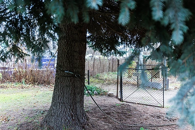 Kauno Kalėdų eglė pradėjo kelionę į miesto centrą / Eriko Ovčarenko / BNS nuotr.