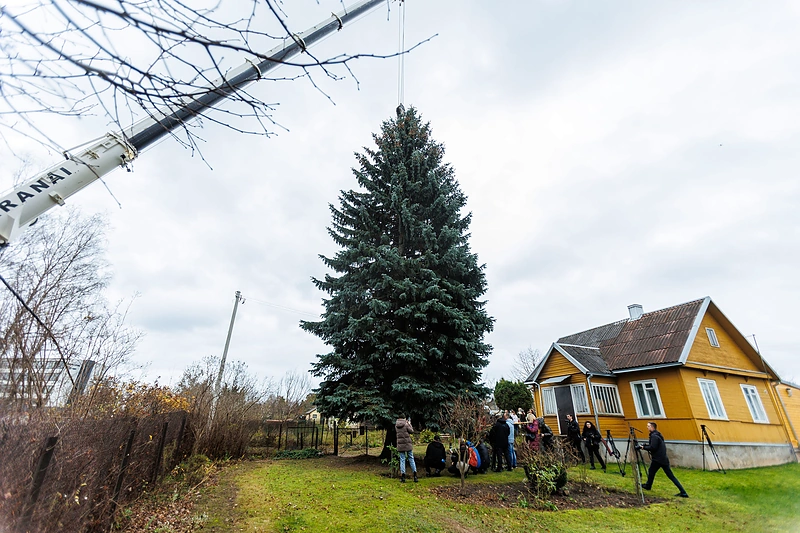 Kauno Kalėdų eglė pradėjo kelionę į miesto centrą / Eriko Ovčarenko / BNS nuotr.