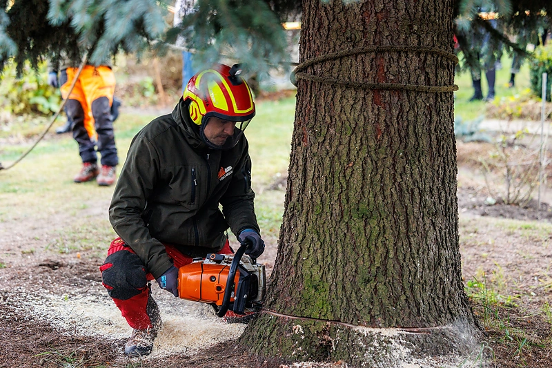 Kauno Kalėdų eglė pradėjo kelionę į miesto centrą / Eriko Ovčarenko / BNS nuotr.