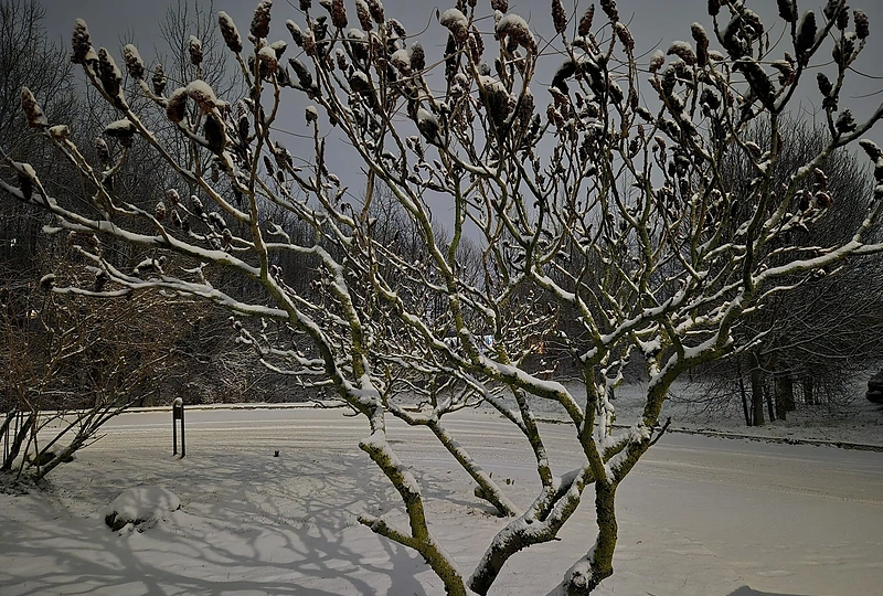 2025 metų lapkričio 23 dienos sniegas Vilniuje / 15min skaitytojo nuotr.