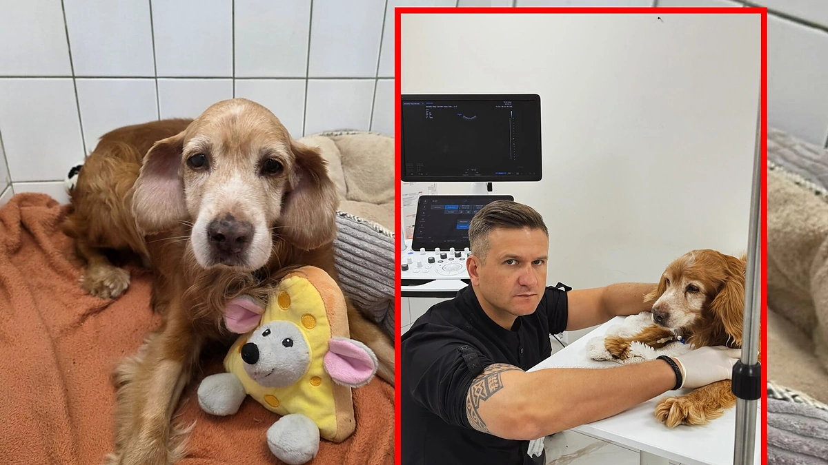 Šunelis Gausas / Soc. tinklų nuotr.
