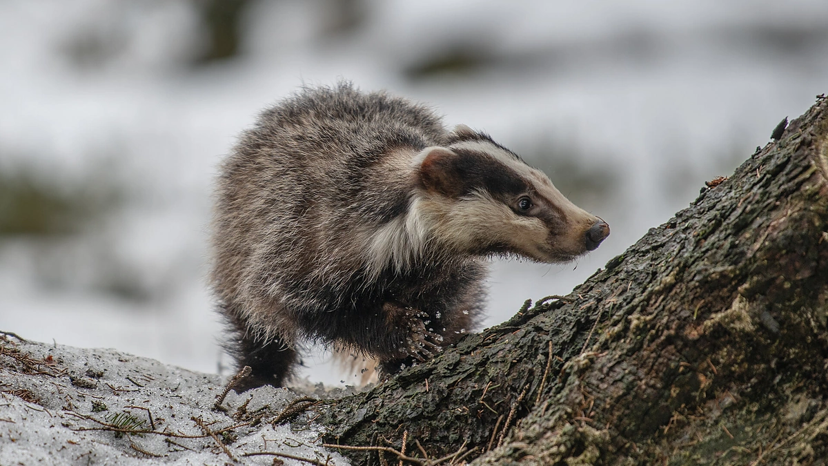 Barsukas / Shutterstock nuotr.