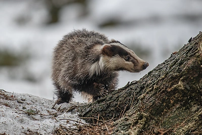 Iš urvo anksčiau laiko išlindo žiemos orakulas barsukas: ką tai galėtų reikšti?