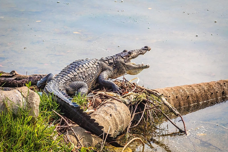 Krokodilas / Shutterstock nuotr.
