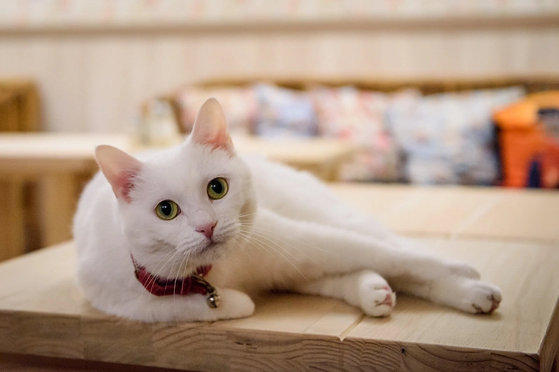 „Cat Cafe“ – daugiau nei kavinė: unikalus socialinis verslas, kuriantis vertę investuotojams / UAB „Kačių kavinė“ nuotr.