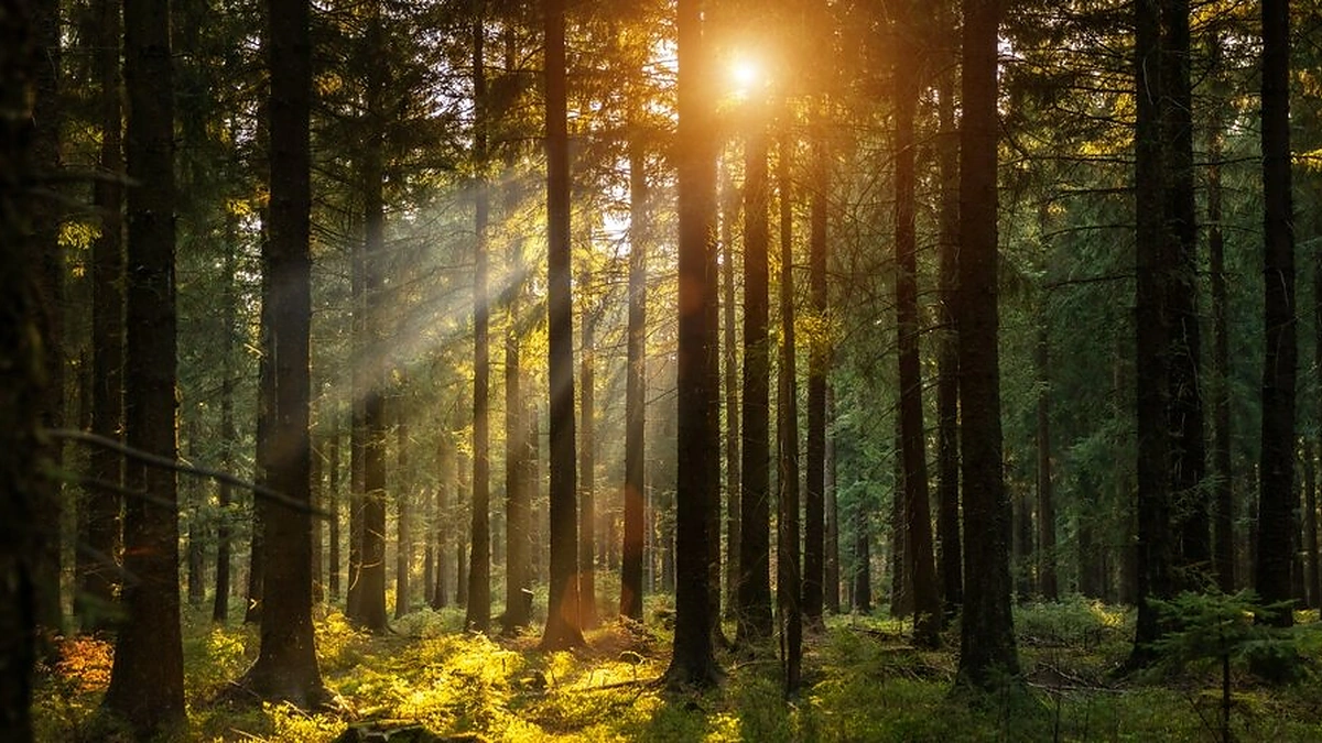 Miškas / Shutterstock nuotr.