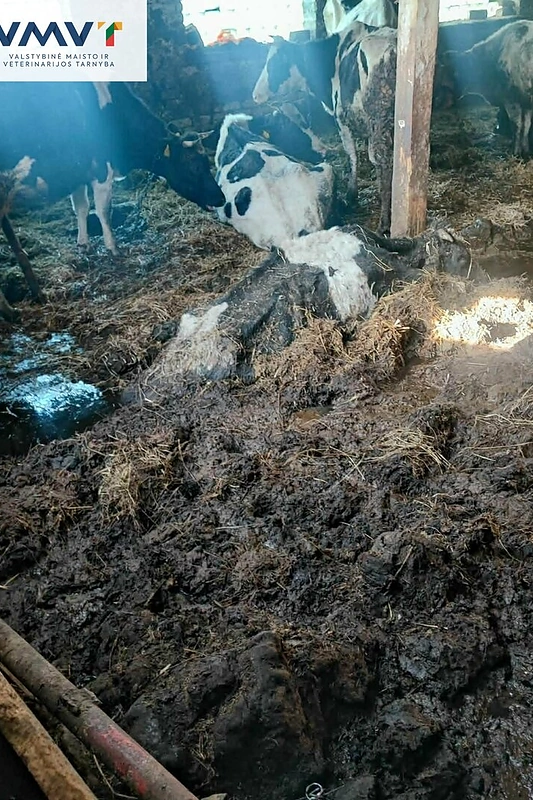 Tvarte rasta gyvūnų gaišenų / VMVT nuotr.