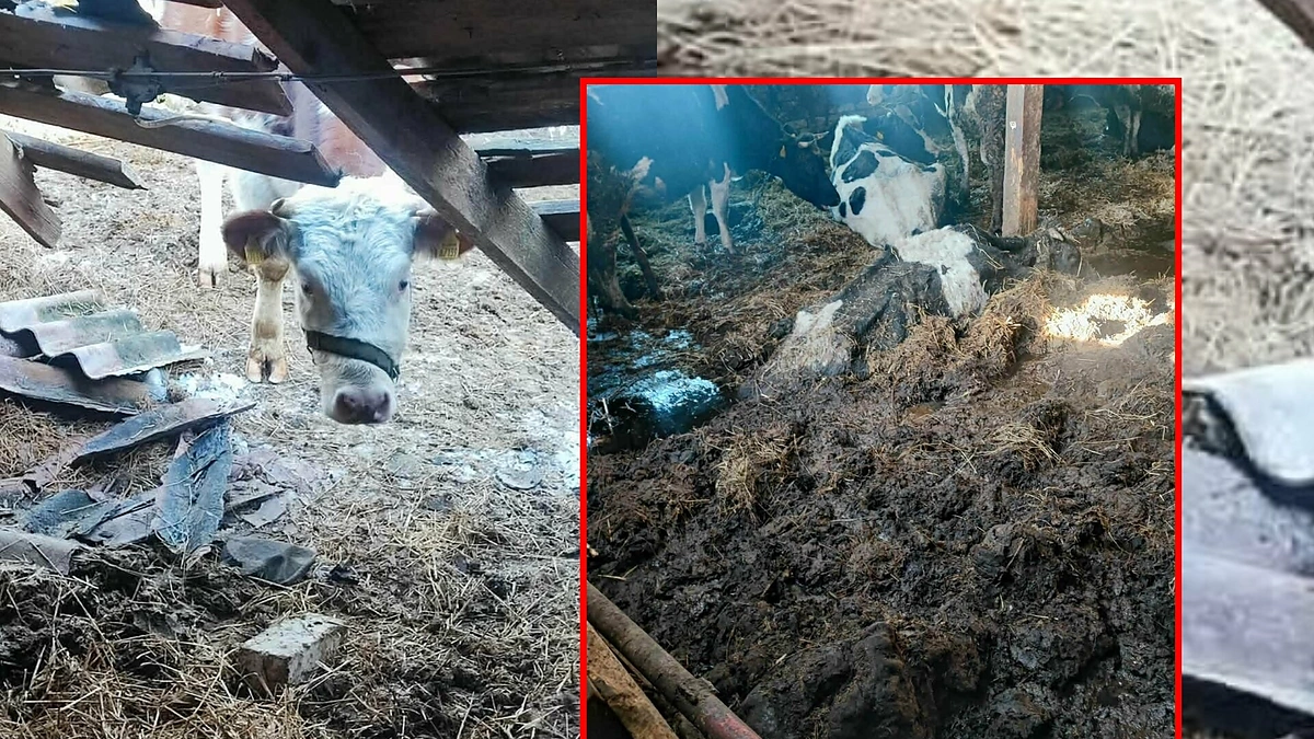Vaizdas tvarte šokiravo / VMVT nuotr.