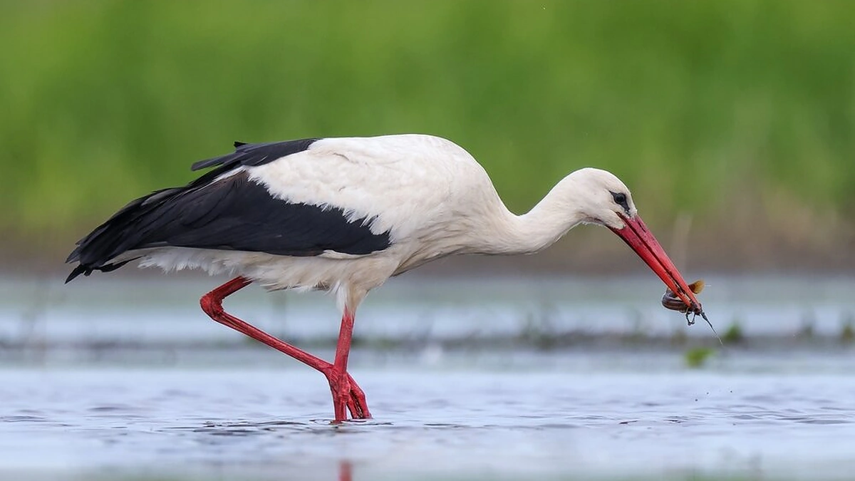 Baltasis gandras yra visaėdis / Shutterstock nuotr.