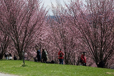 Sakurų žiedai papuošė Vilnių / Gretos Skaraitienės / BNS nuotr.