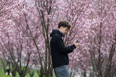 Sakurų žiedai papuošė Vilnių / Gretos Skaraitienės / BNS nuotr.