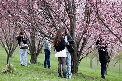 Sakurų žiedai papuošė Vilnių / Gretos Skaraitienės / BNS nuotr.