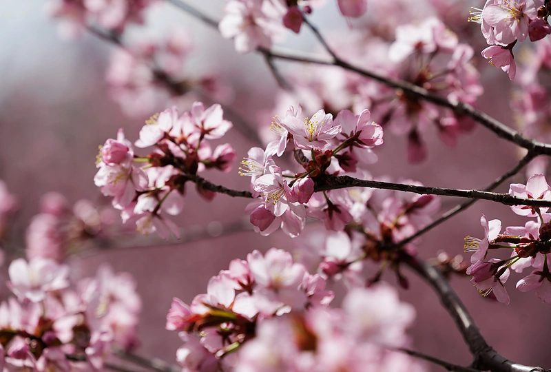 Sakurų žiedai papuošė Vilnių / Gretos Skaraitienės / BNS nuotr.