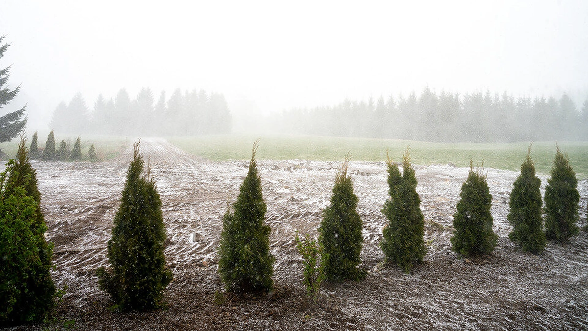 Netikėta žiema Šilalėje / 15min skaitytojo nuotr.