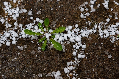 Sniegas balandžio mėnesio pabaigoje / Eriko Ovčarenko / BNS nuotr.