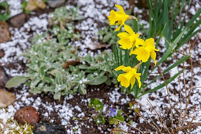 Sniegas balandžio mėnesio pabaigoje / Eriko Ovčarenko / BNS nuotr.