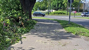 Vėjas laužė medžius Vilniuje