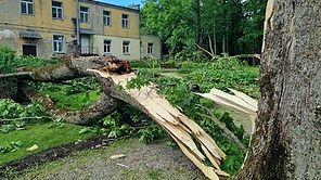 Viesulo nusiaubtas Antanavo dvaro parkas