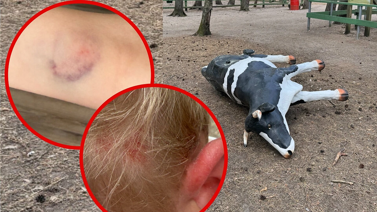 Incidentas HBH: nuvirto ir vaiką prispaudė karvė / 15min nuotr.