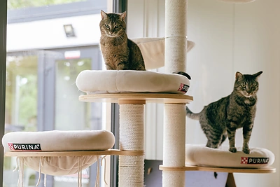 PURINA ir SOS GYVŪNAI subūrė gyvūnų mylėtojus vasaros šventėje / Organizacijos nuotr.