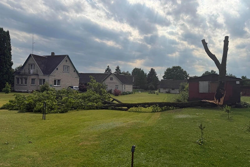 Audra nuvertė medį Butrimonyse / Gerdos Luk nuotr.