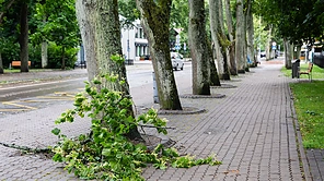 Audros padariniai Palangoje