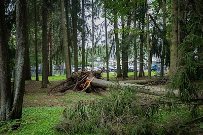 Nuvirtę medžiai Vingio parke / Roberto Riabovo / BNS nuotr.