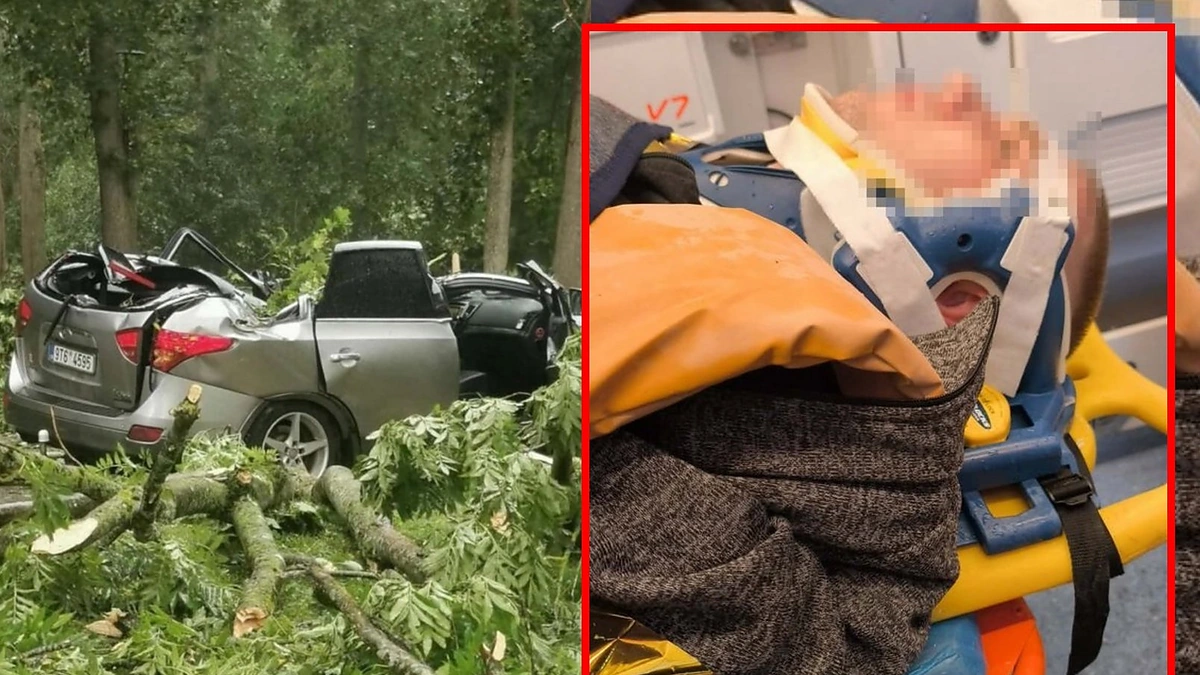 Medžio suknežintas automobilis / 15min ir „Rinkos aikštės“ nuotr.