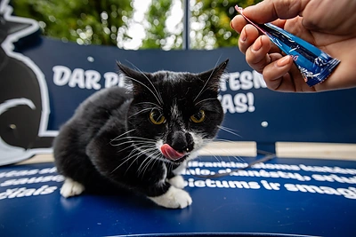 Sausa ir saugu po skėčiu – naujas sausas FELIX ėdalas katėms / „Felix“ nuotr.